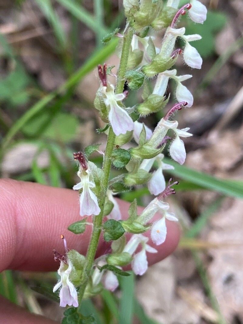 Teucrium siculum flower