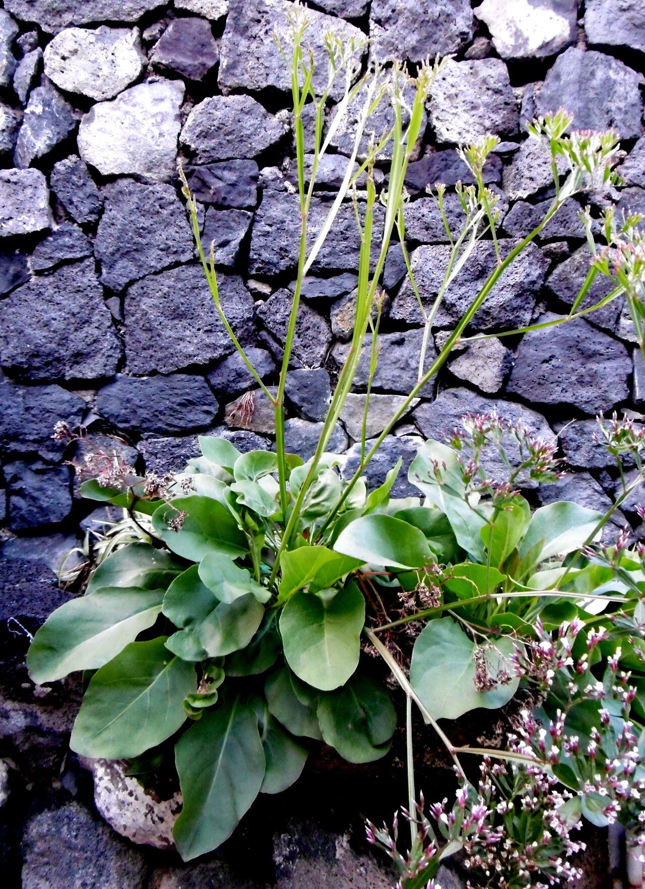 Limonium sventenii habit