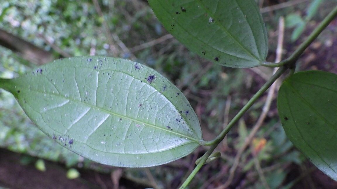 Strychnos tchibangensis — houseplant care guide