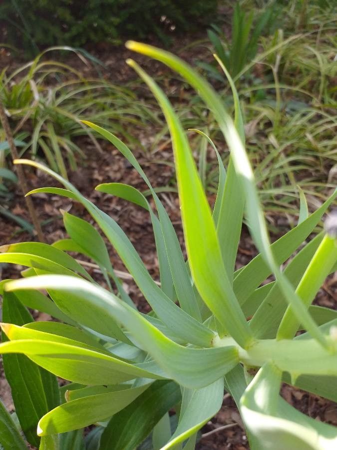 Fritillaria persica leaf