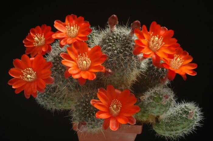 Aylostera deminuta habit