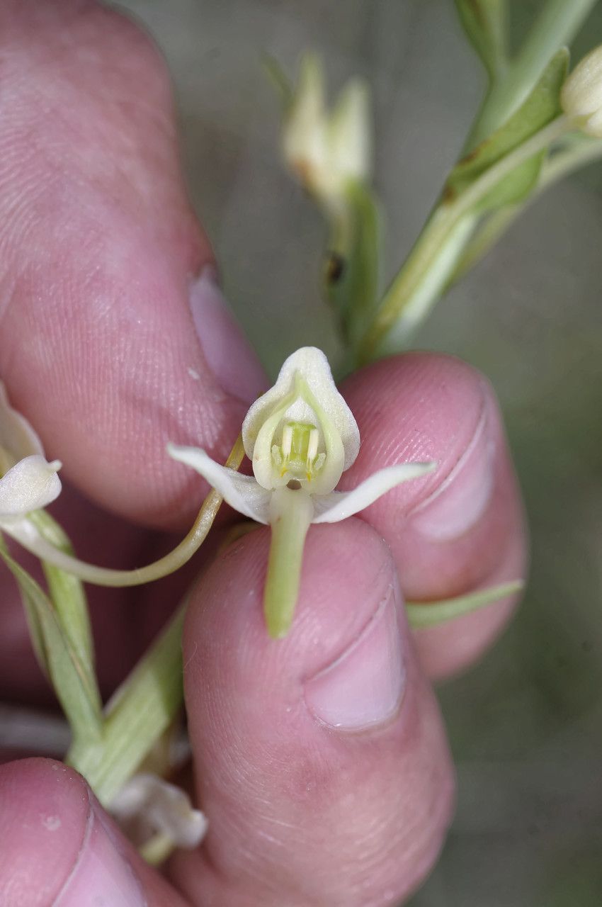 Platanthera x hybrida — search result for 'Platanthera'