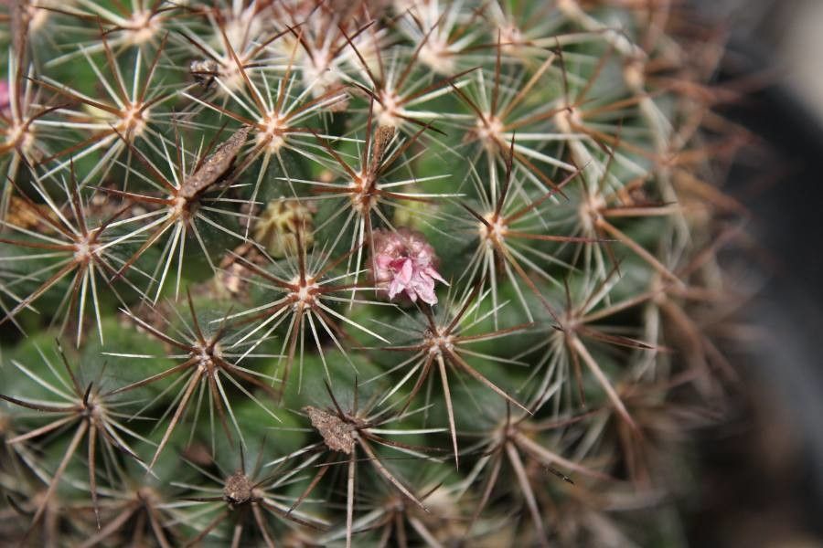 Escobaria vivipara bark