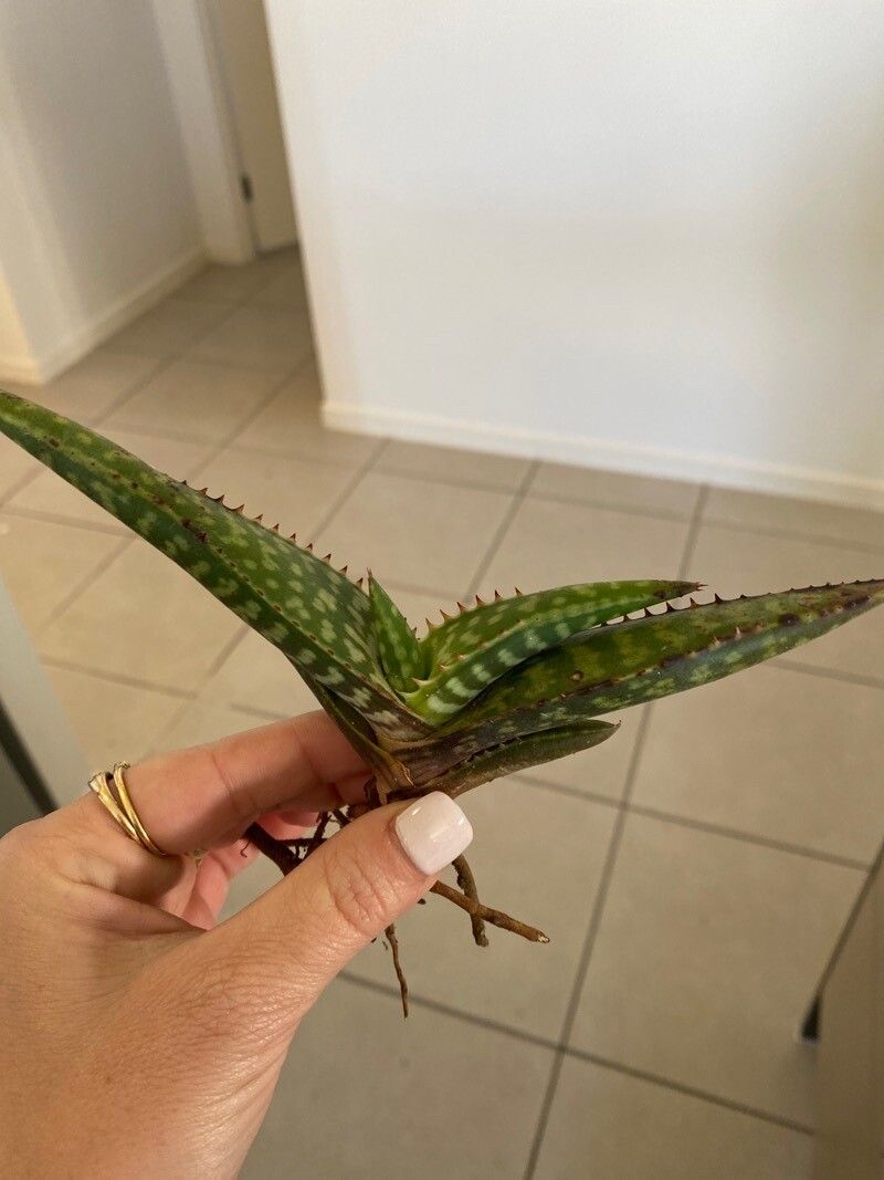 Aloe macrocarpa — houseplant care guide