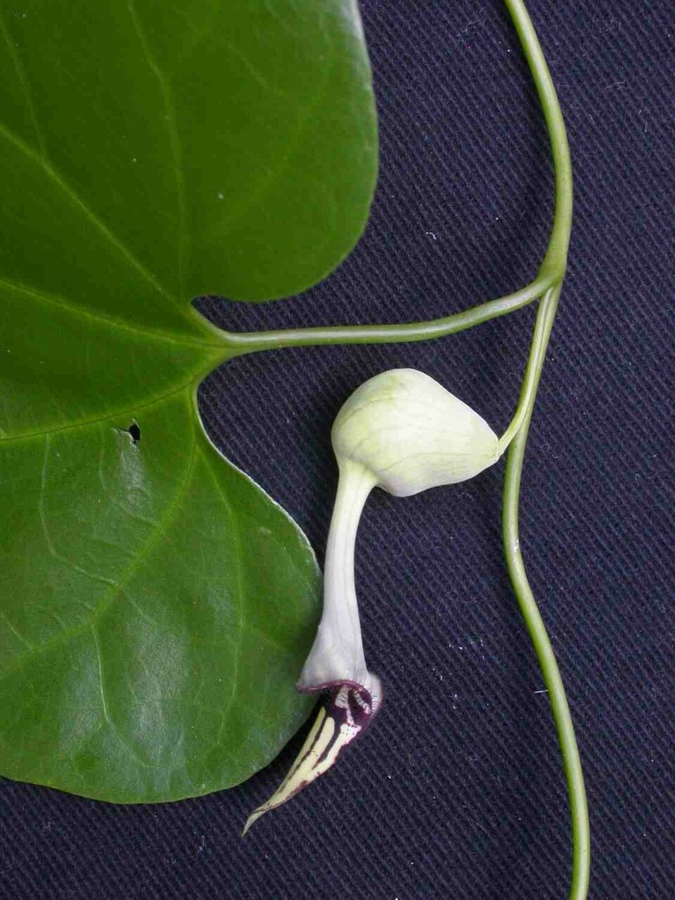 Aristolochia cordigera flower