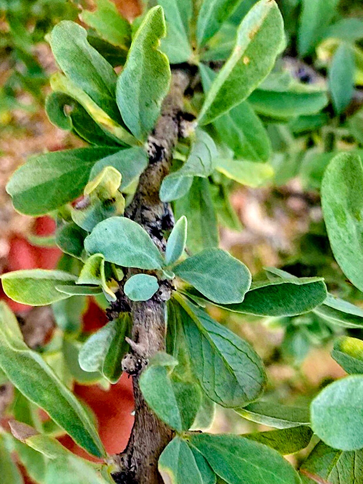 Sesamothamnus guerichii leaf