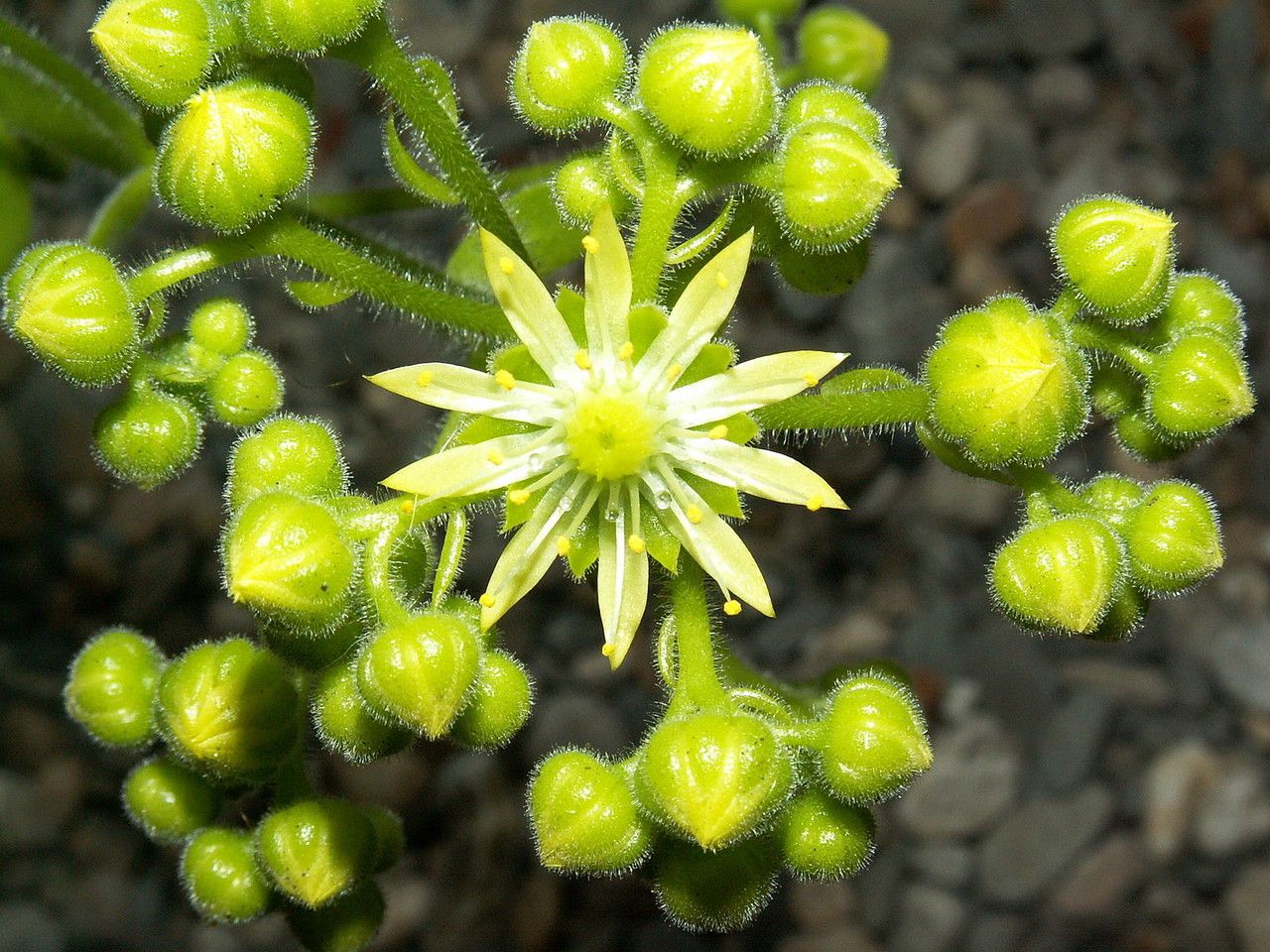 Aeonium tabulaeforme flower