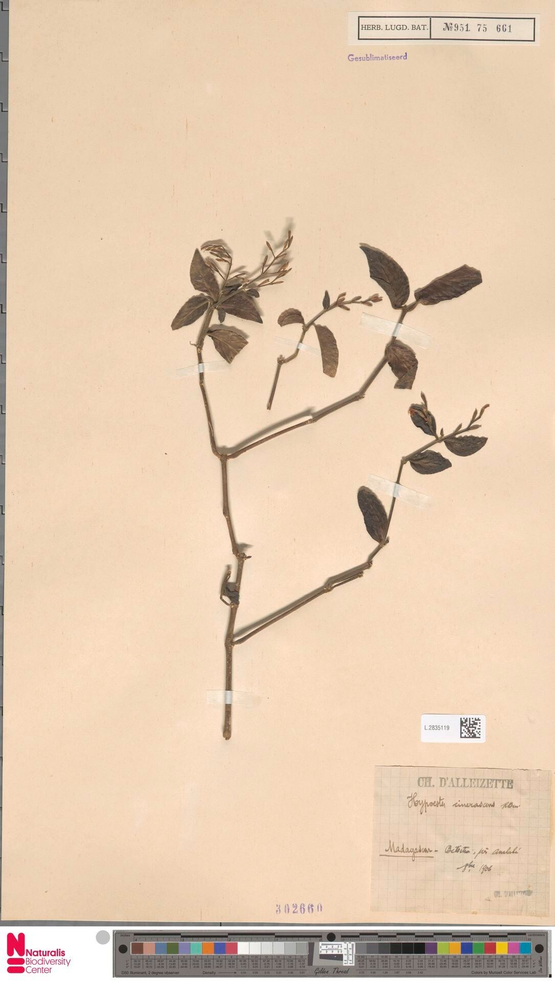 Hypoestes cinerascens — houseplant care guide