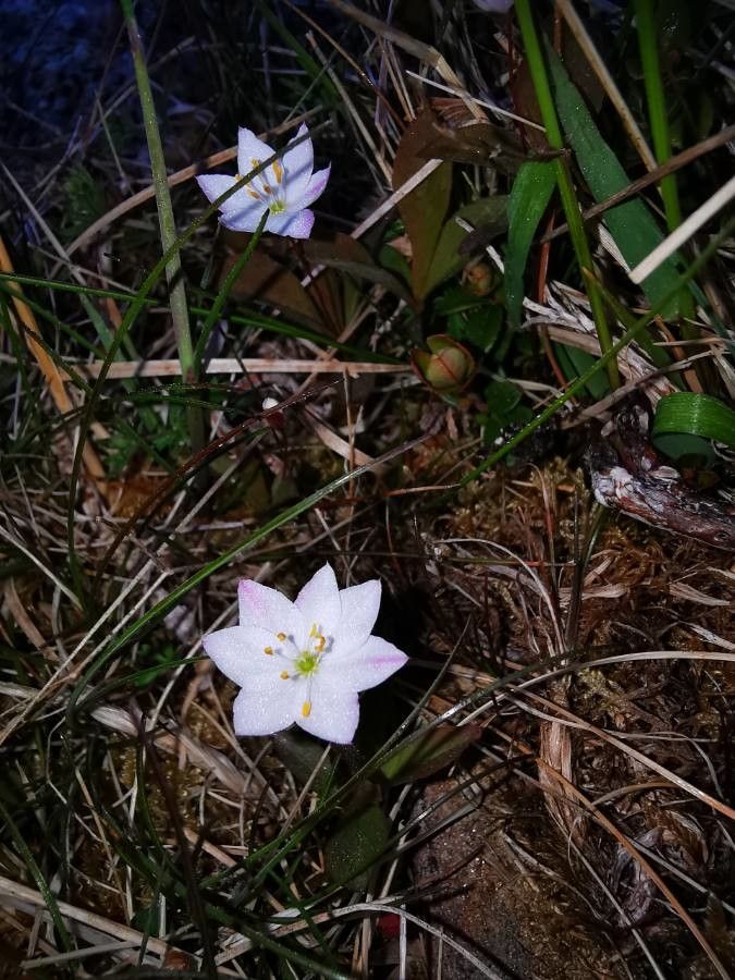 Trientalis europaea flower
