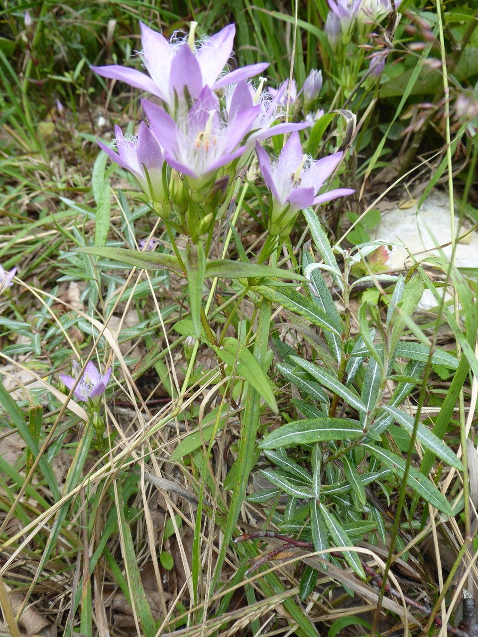 Gentianella austriaca habit