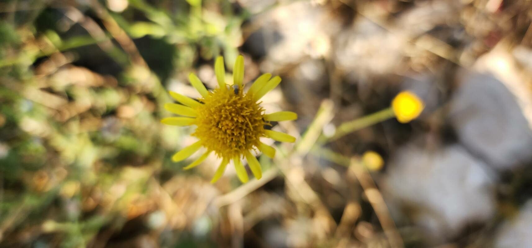Pulicaria aucheri flower