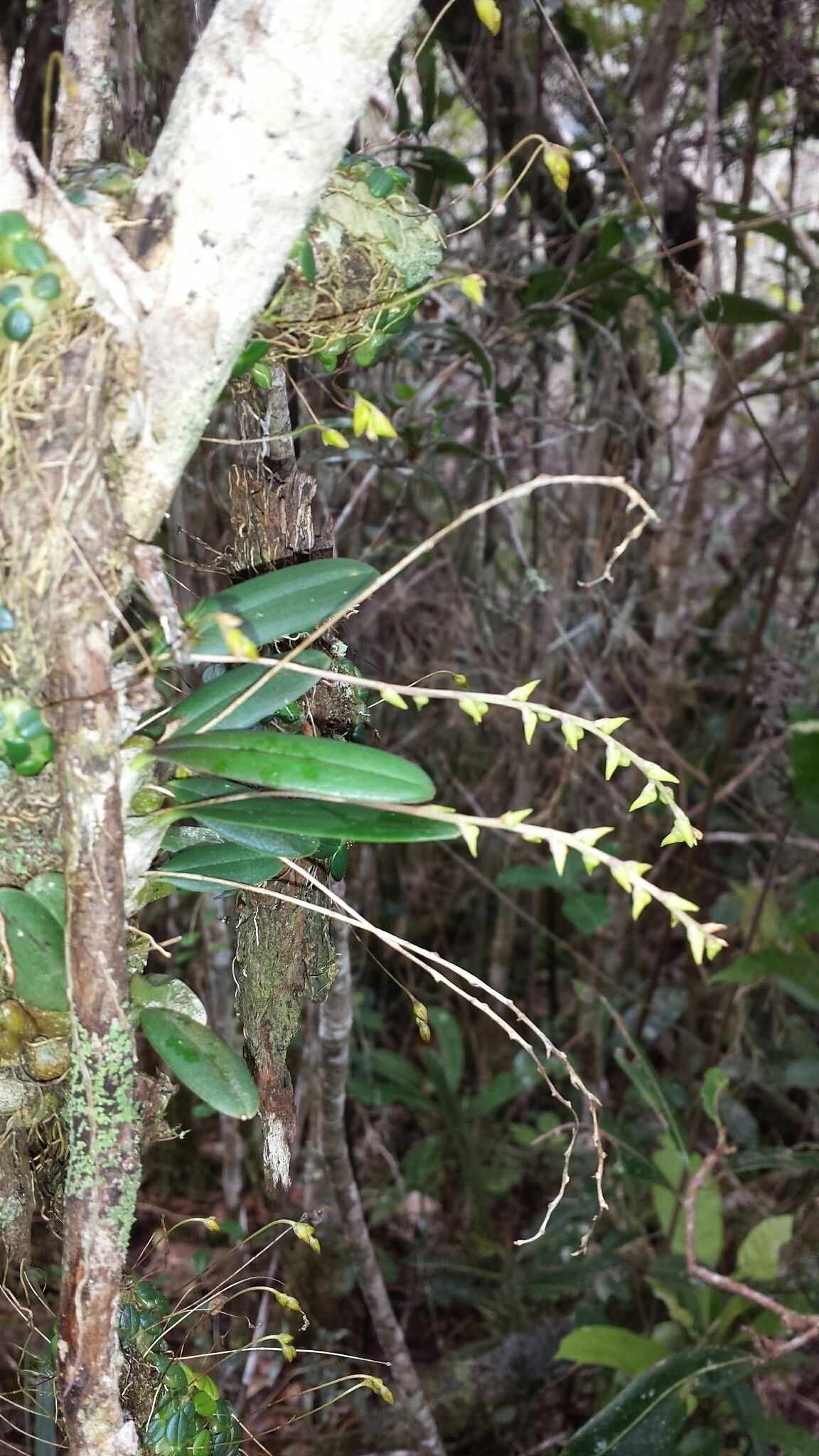 Bulbophyllum leptostachyum leaf