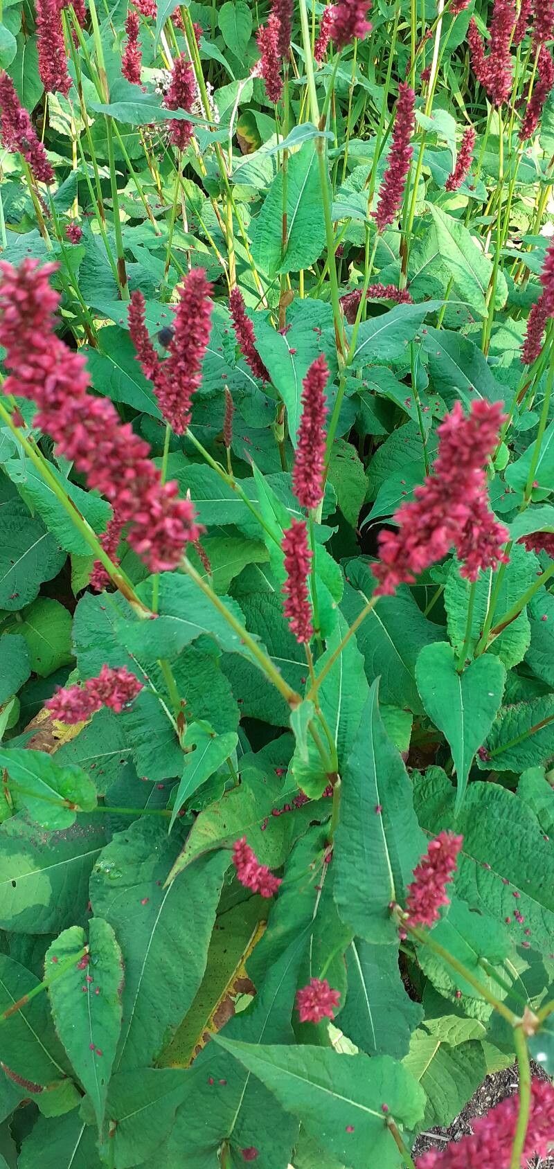 Persicaria x ambigua — houseplant care guide