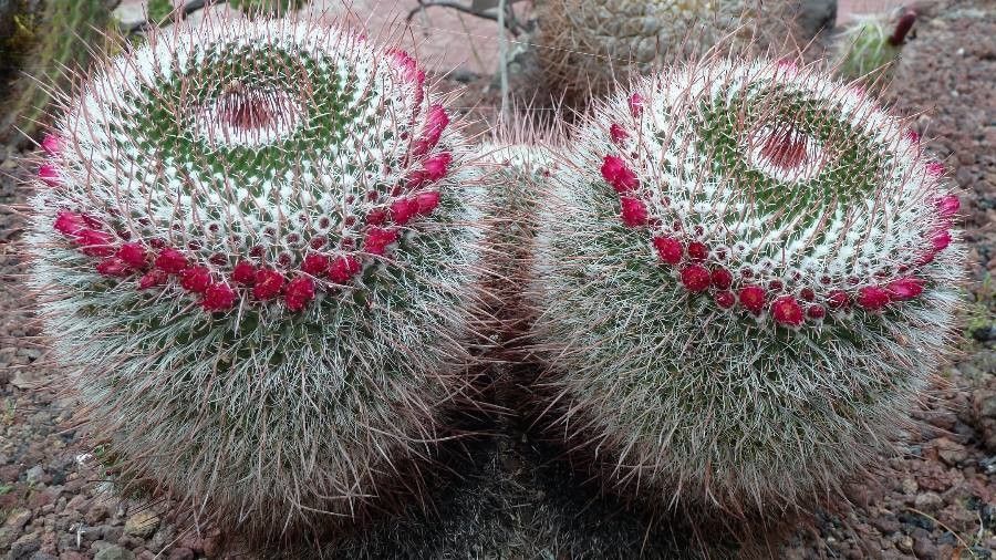 Mammillaria mystax flower
