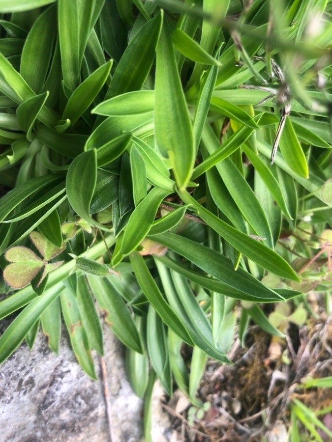 Armeria cantabrica — houseplant care guide