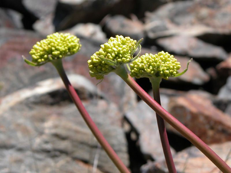 Eriogonum compositum habit