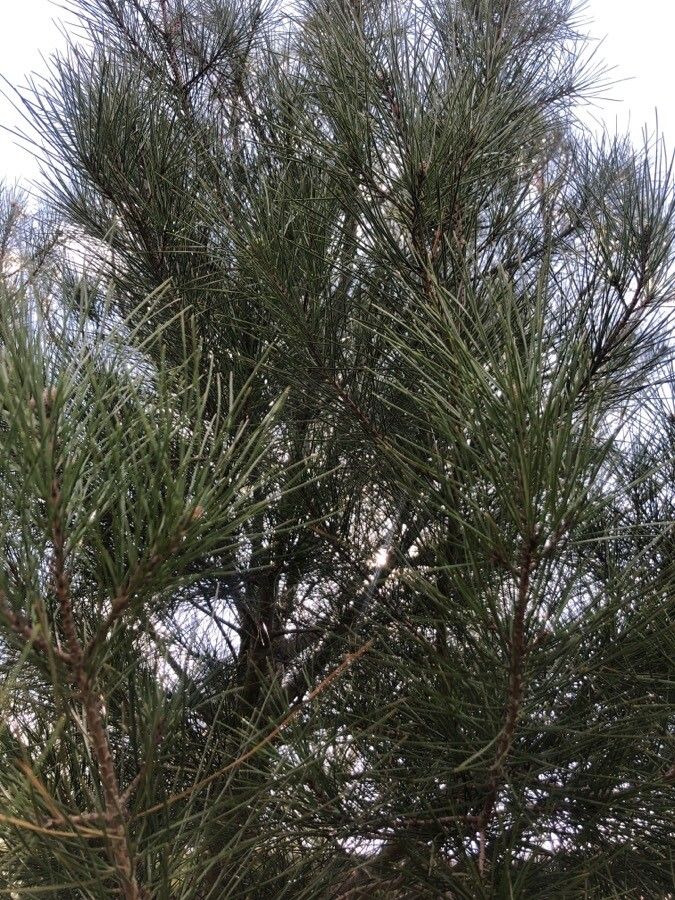Pinus brutia — search result for 'Cyprus'