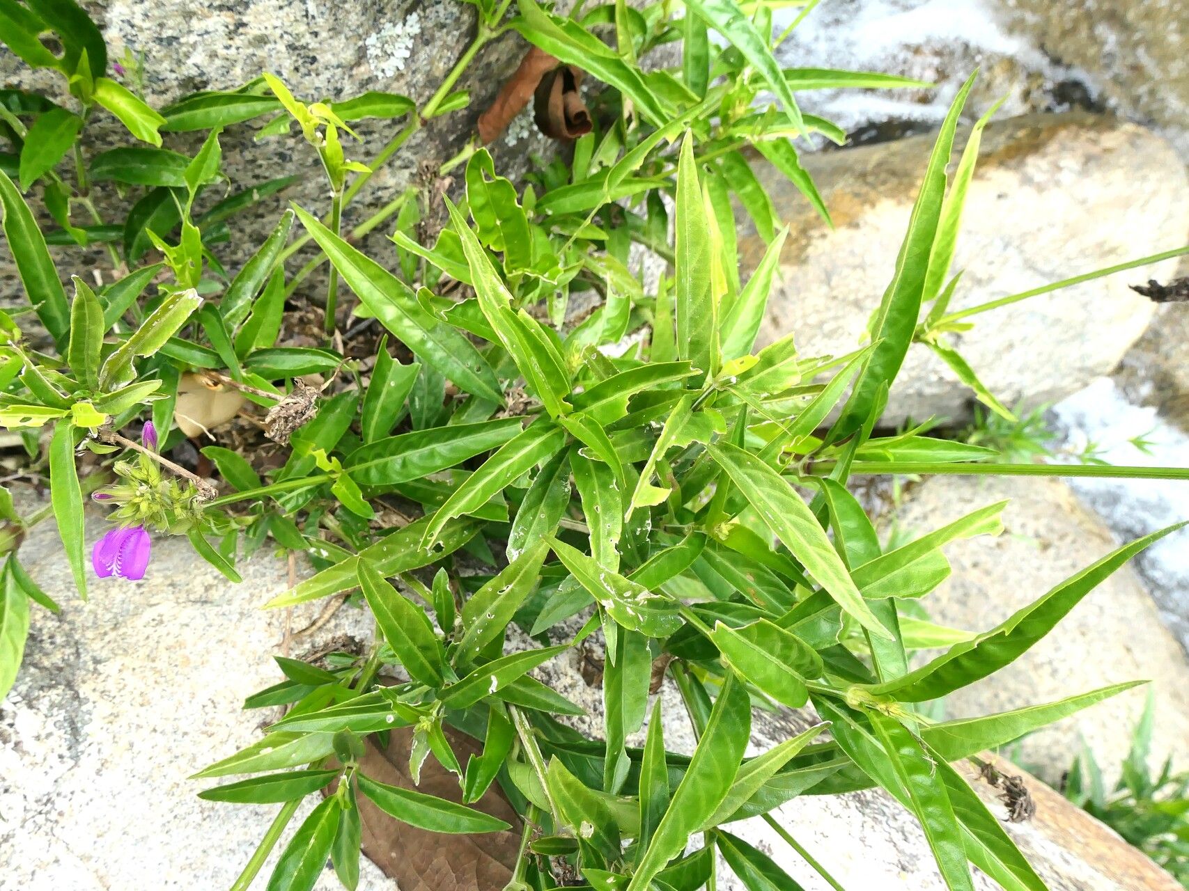 Justicia filibracteolata — search result for 'Justicia'