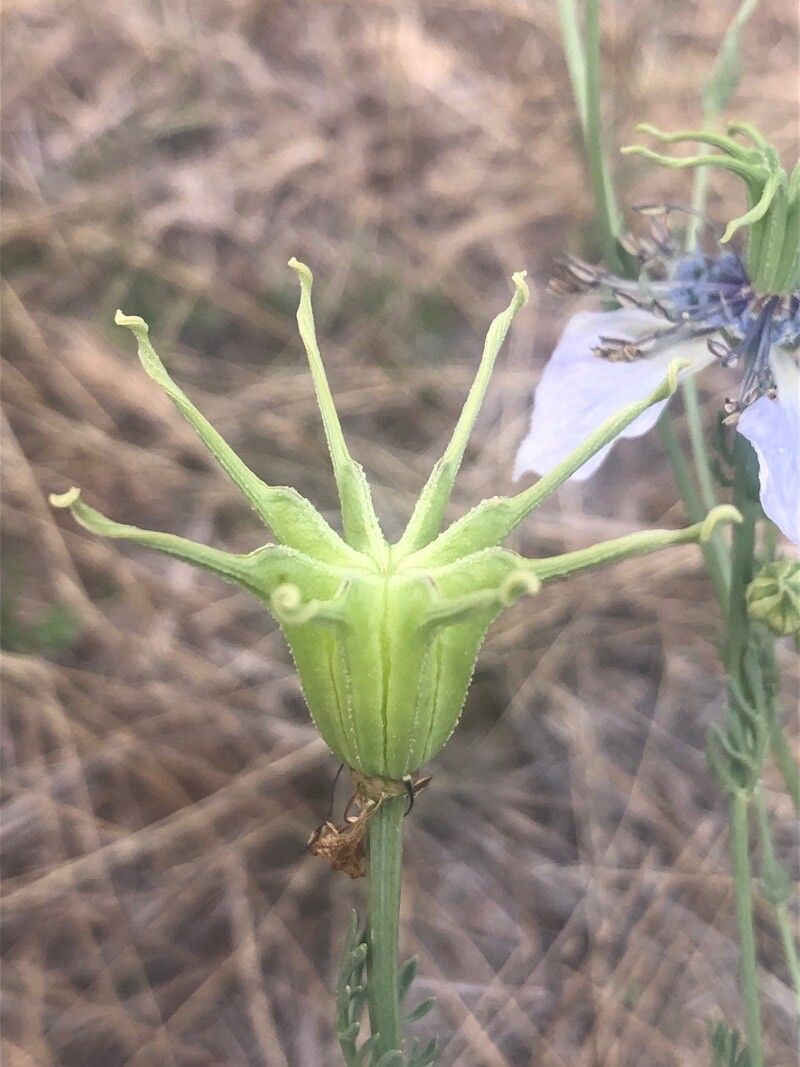 Nigella gallica fruit
