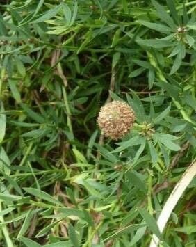 Stylosanthes guianensis fruit