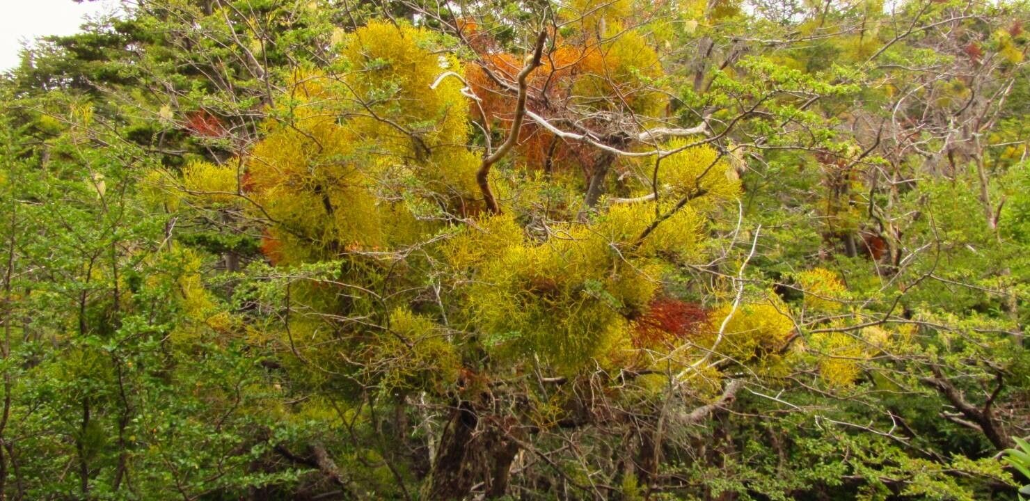 Misodendrum punctulatum habit