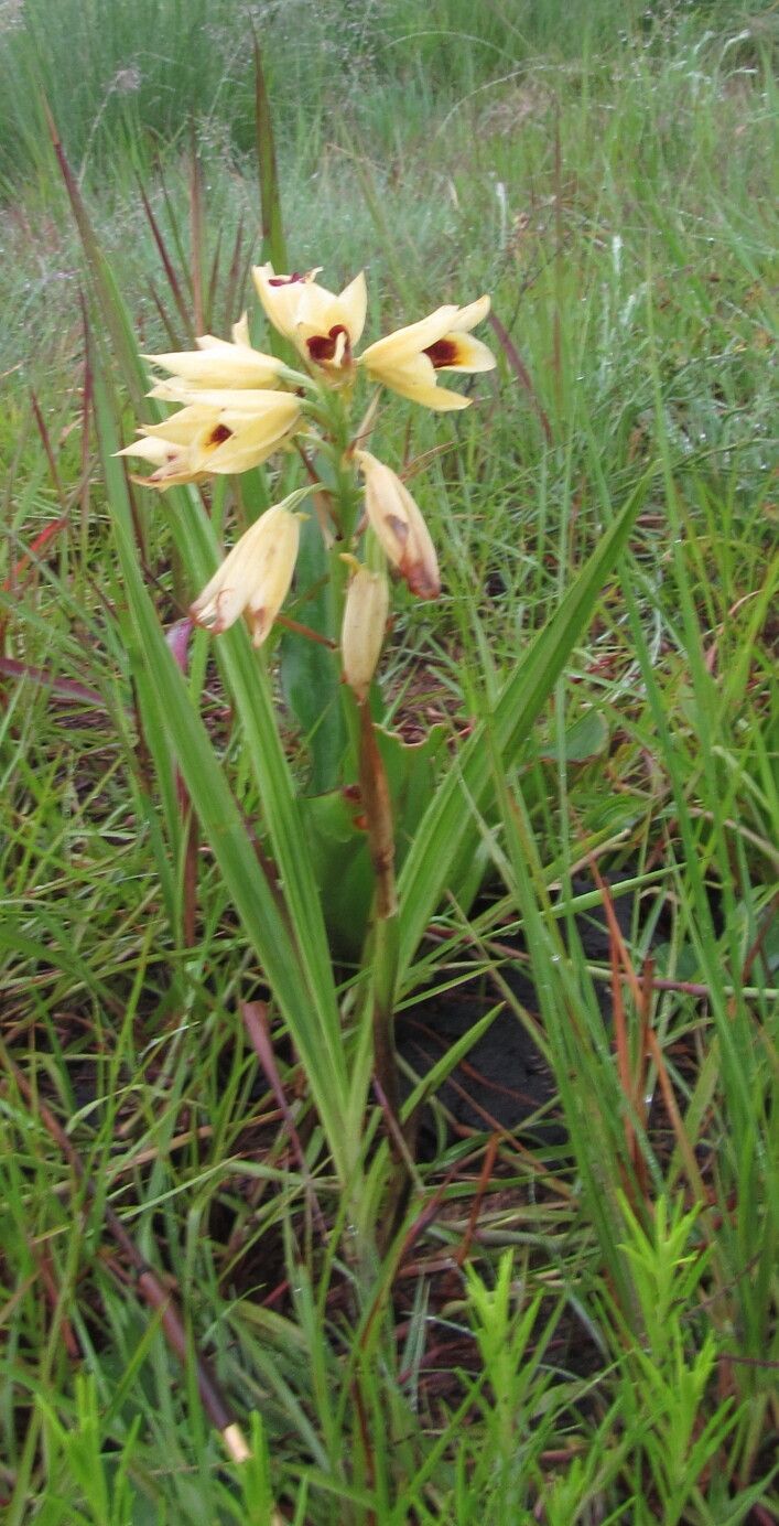 Eulophia welwitschii habit