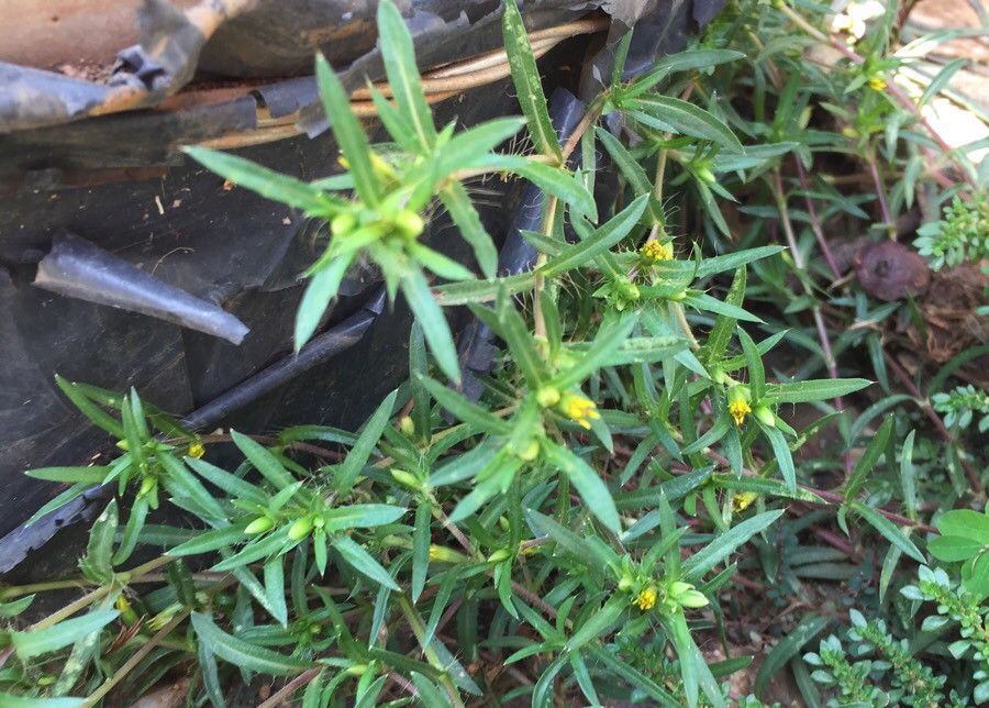 Pectis brevipedunculata flower