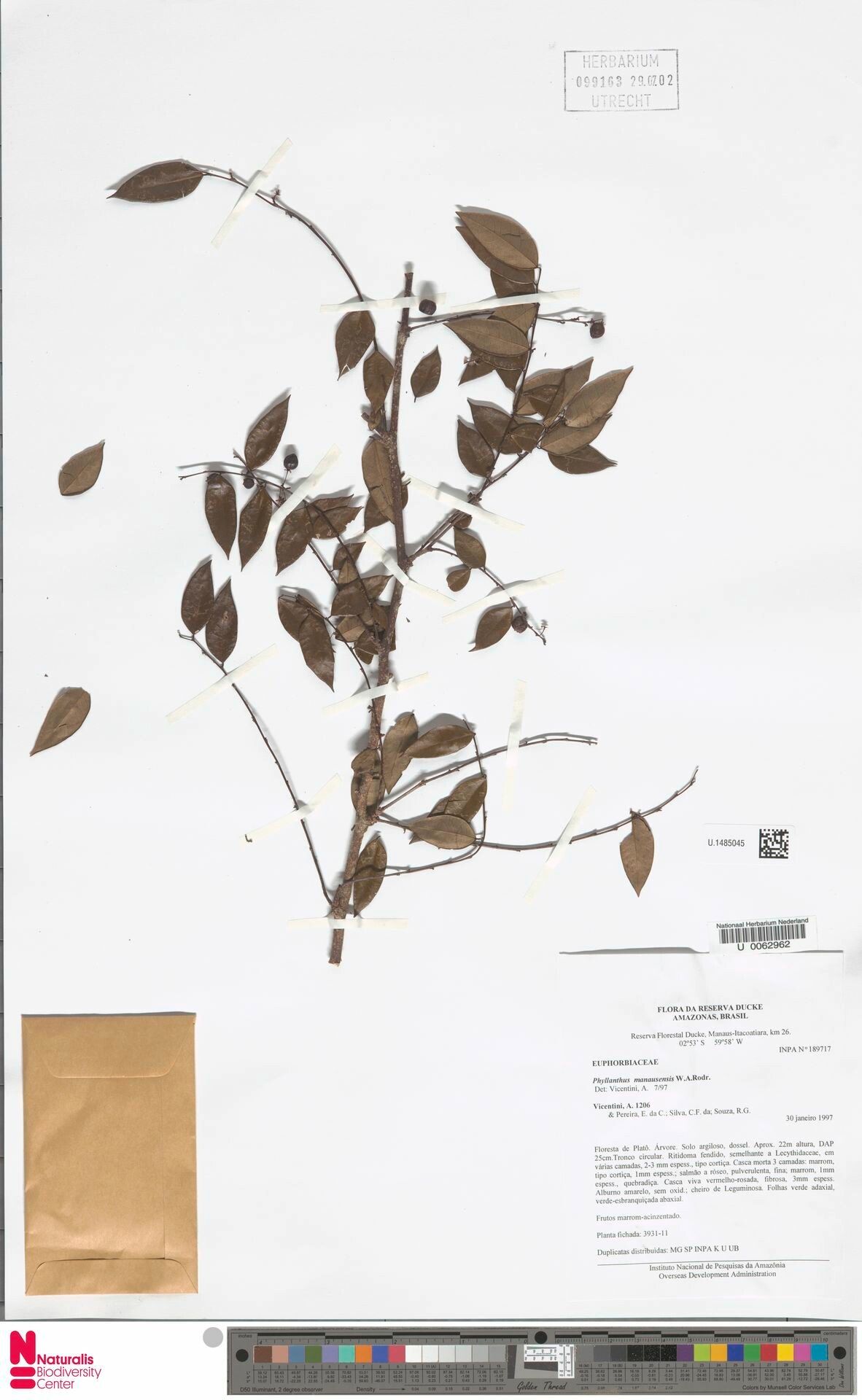 Phyllanthus madeirensis — houseplant care guide