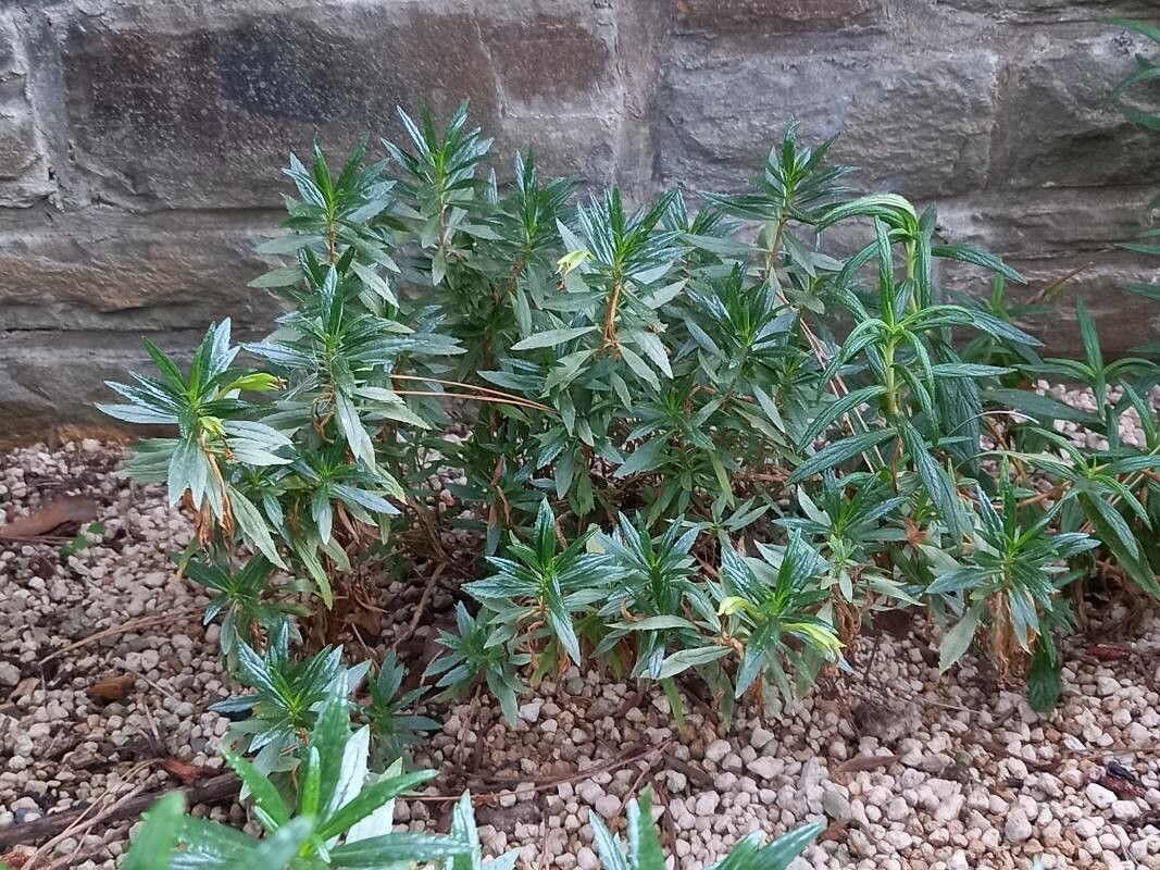 Mimulus aridus habit