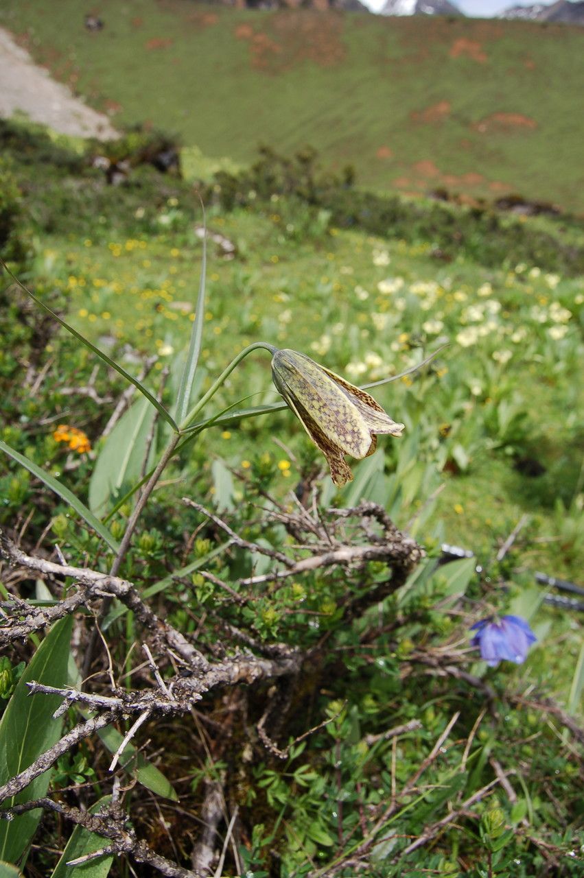 Fritillaria cirrhosa habit