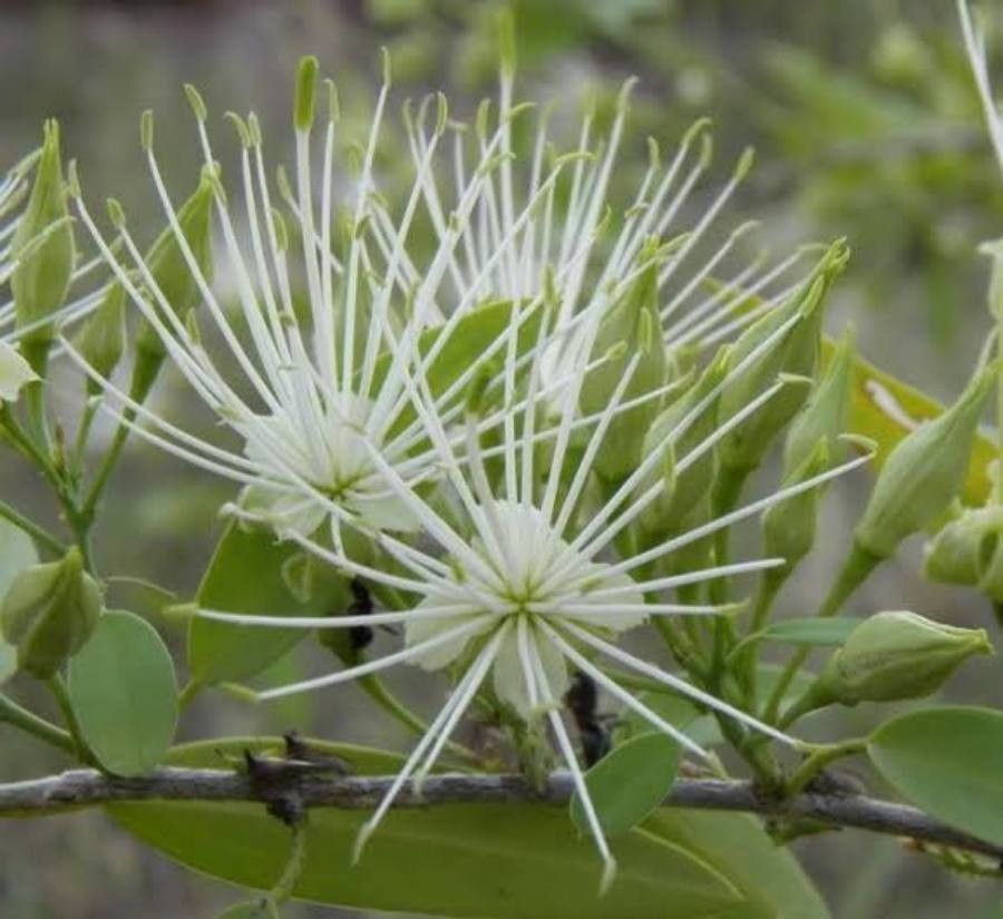 Maerua oblongifolia flower