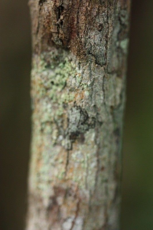 Memecylon confusum bark