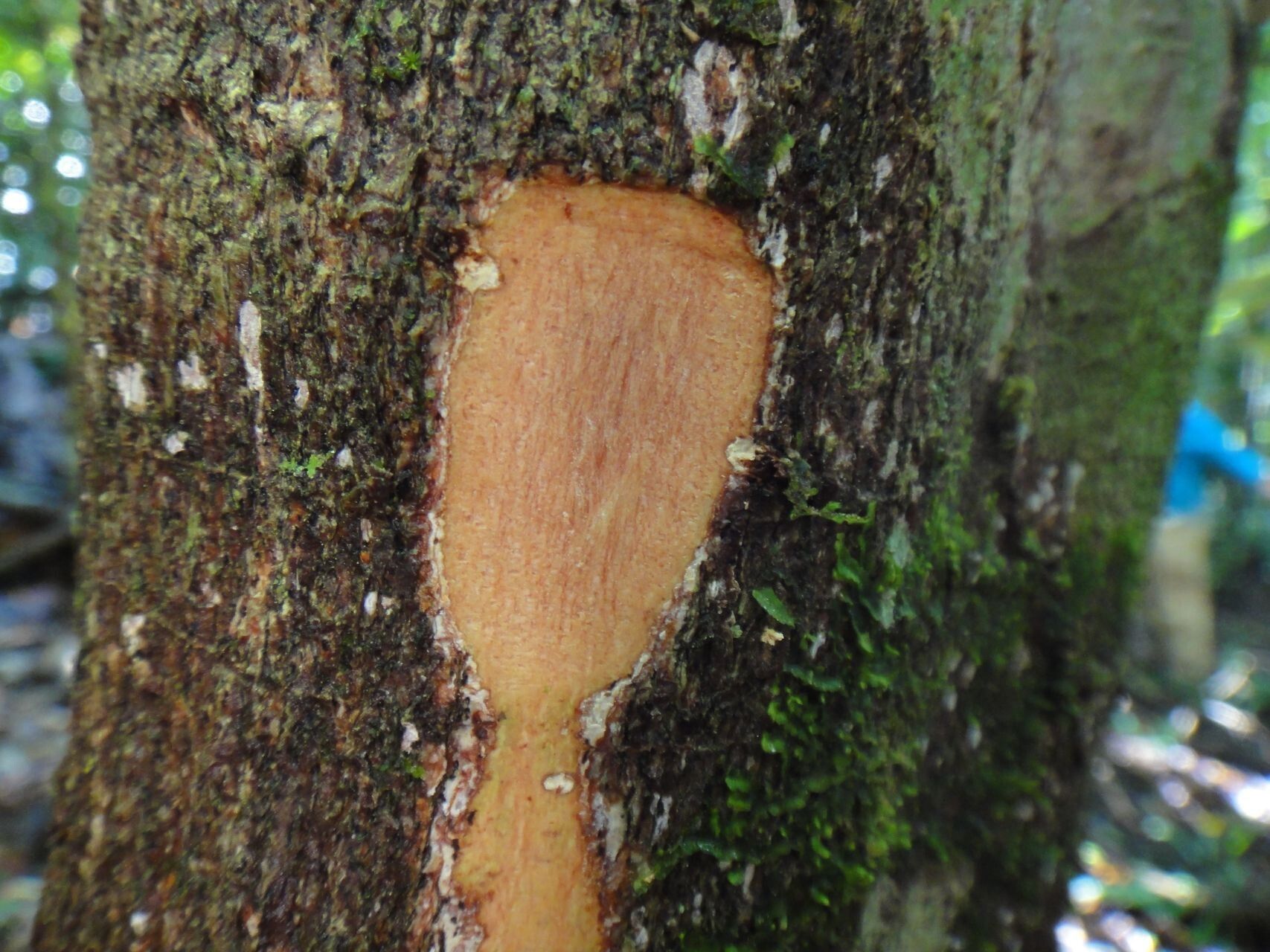 Podonephelium pachycaule bark