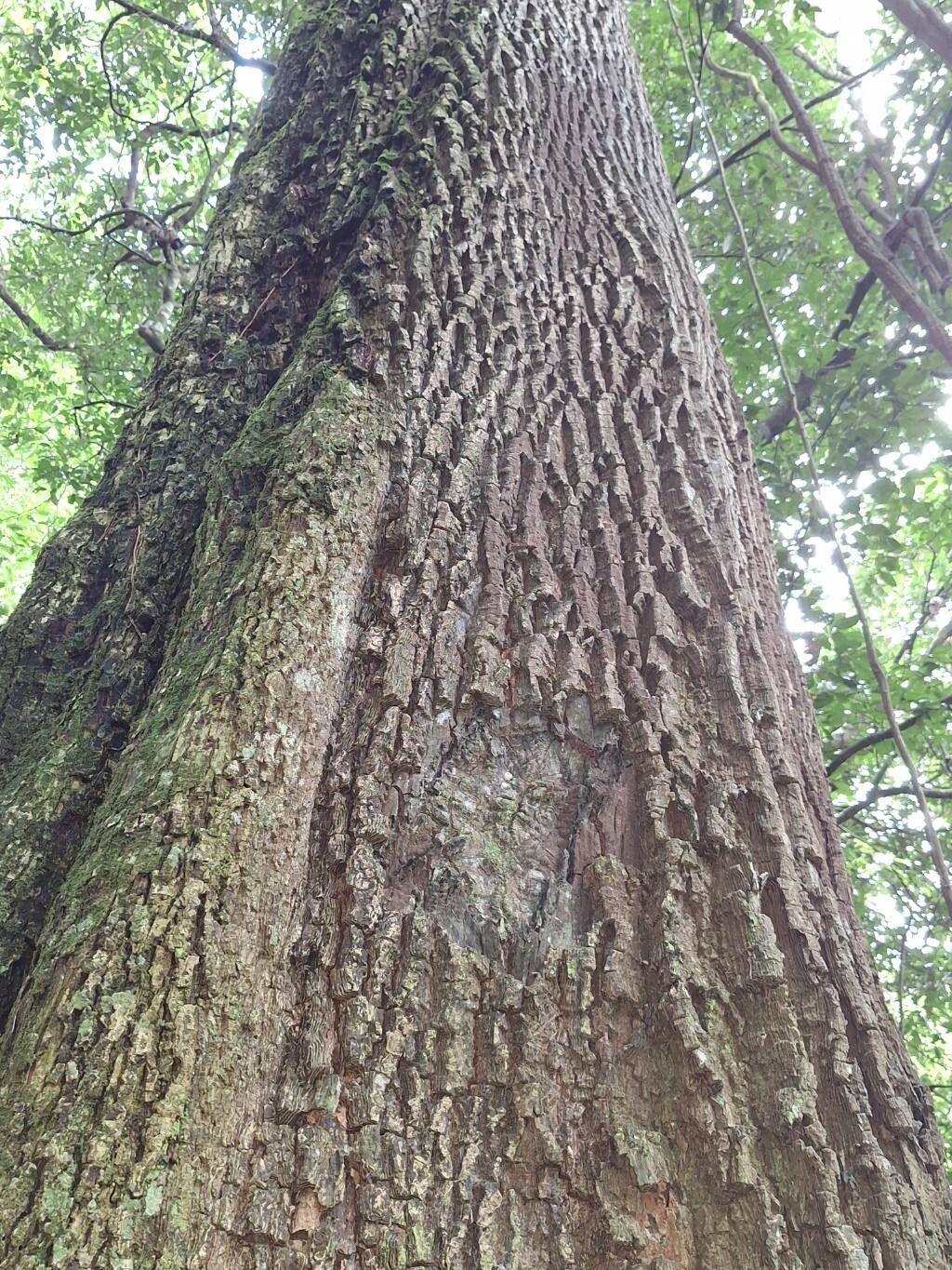 Mimusops bagshawei bark