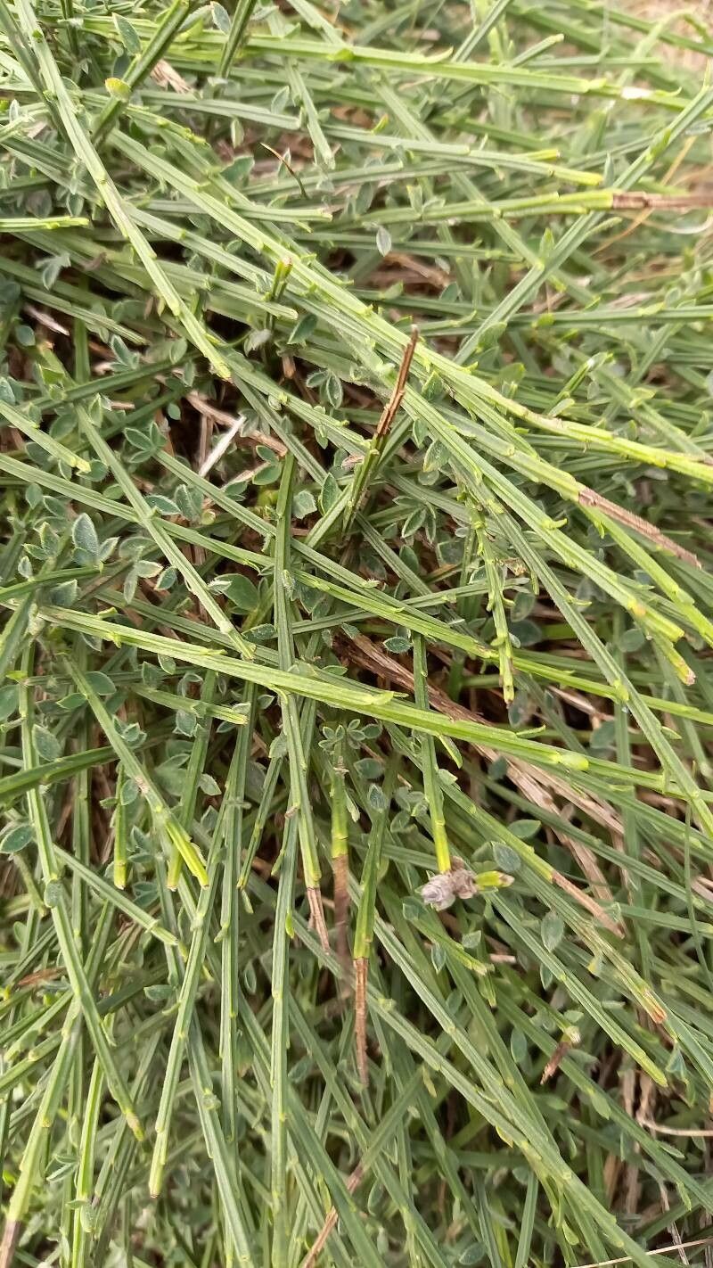 Genista desoleana — search result for 'Genista'