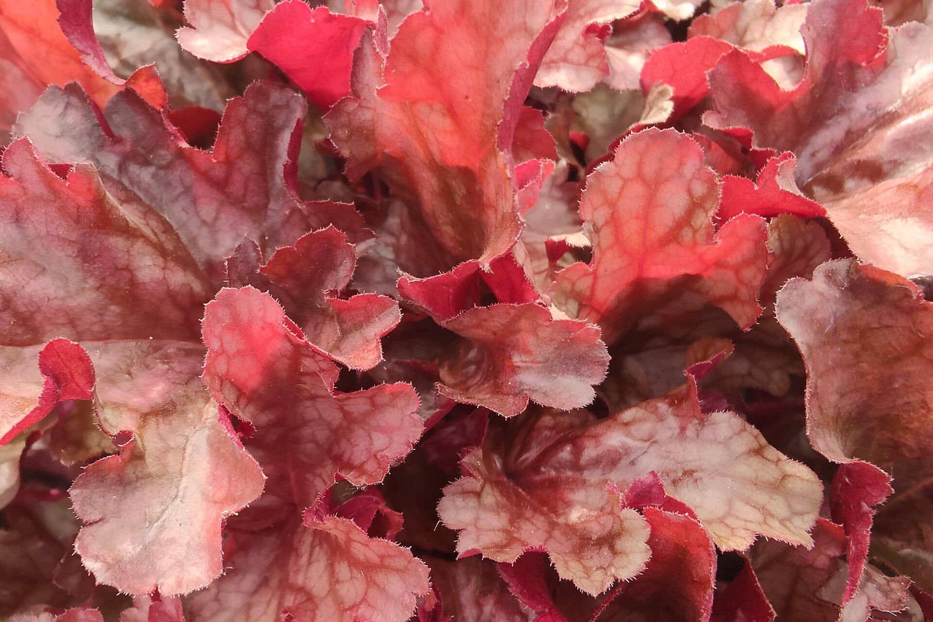 Heuchera longiflora — search result for 'Heuchera'