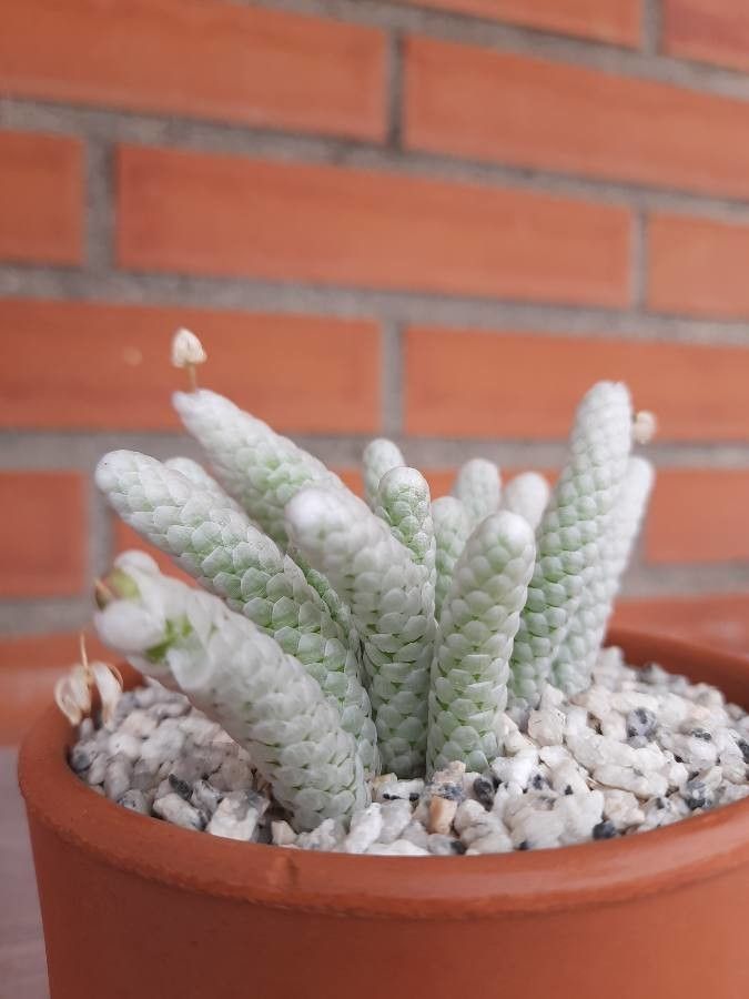 Anacampseros albissima bark