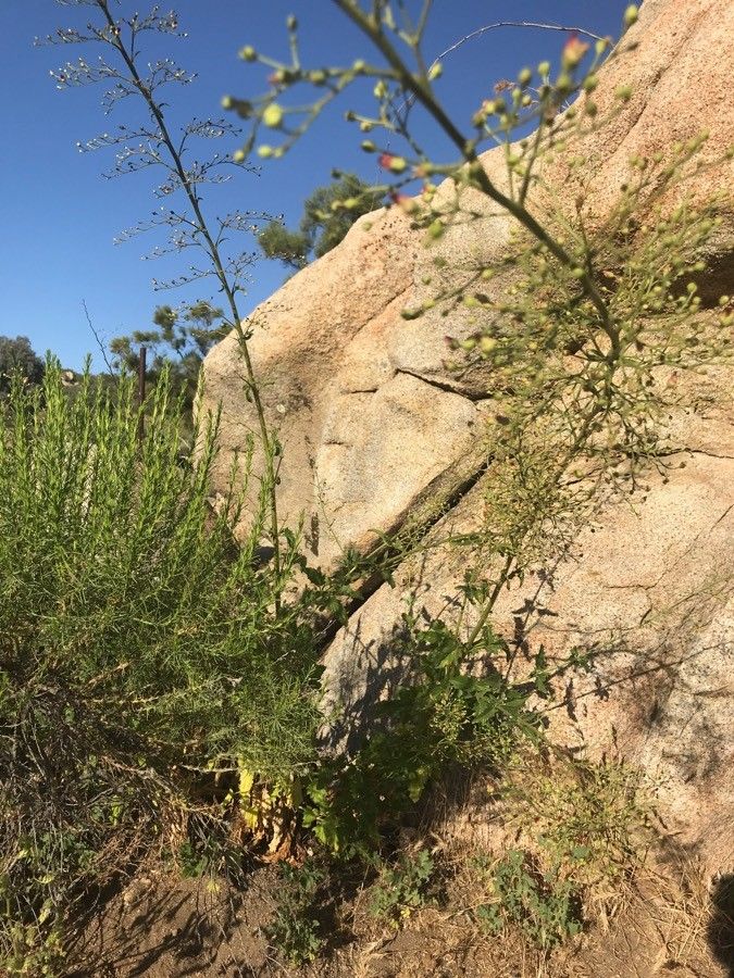Scrophularia californica habit