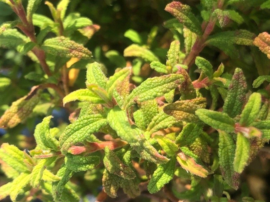 Cistus × florentinus — search result for 'Cistus'