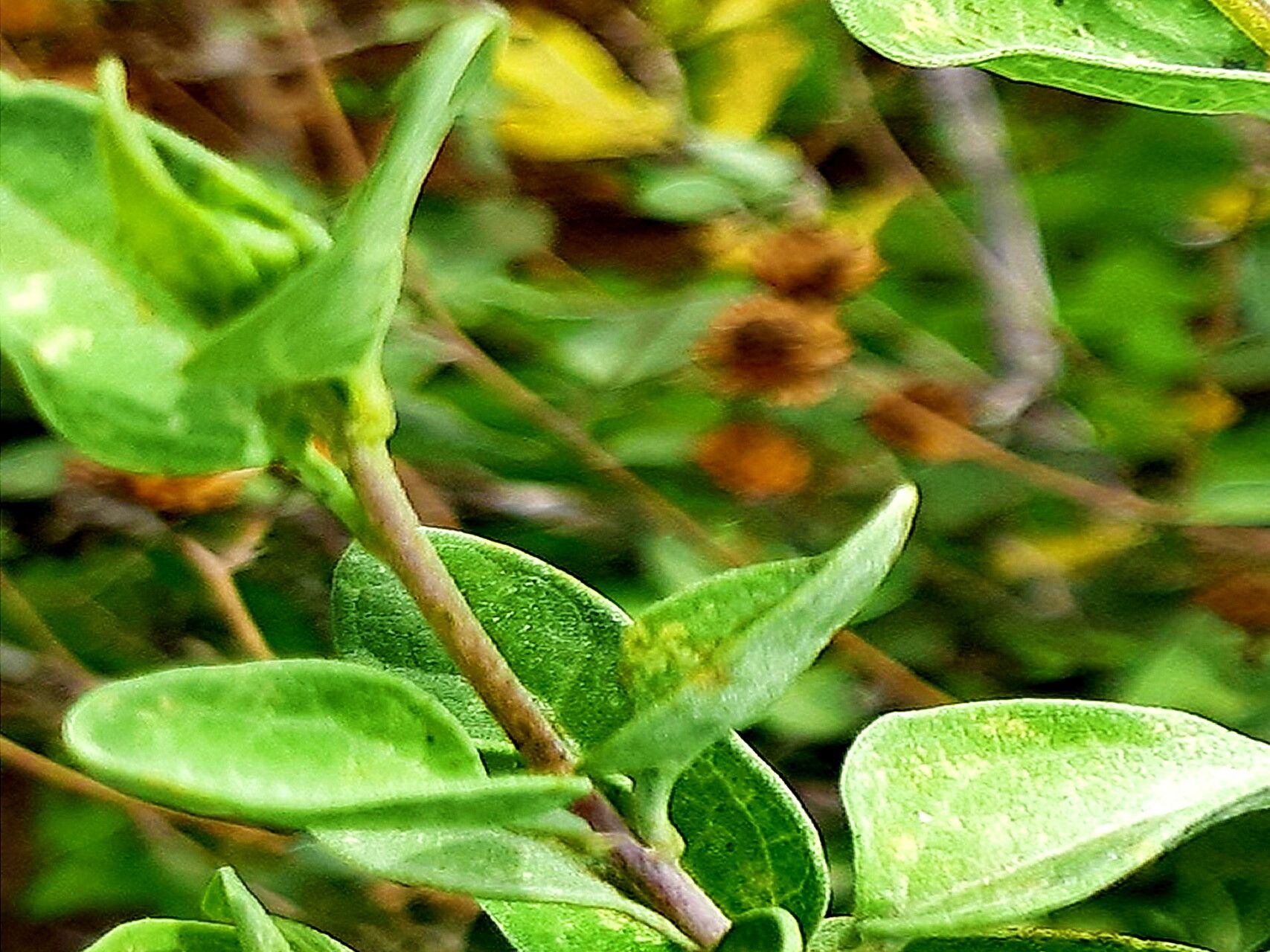 Bahiopsis chenopodina — related species from the same genus