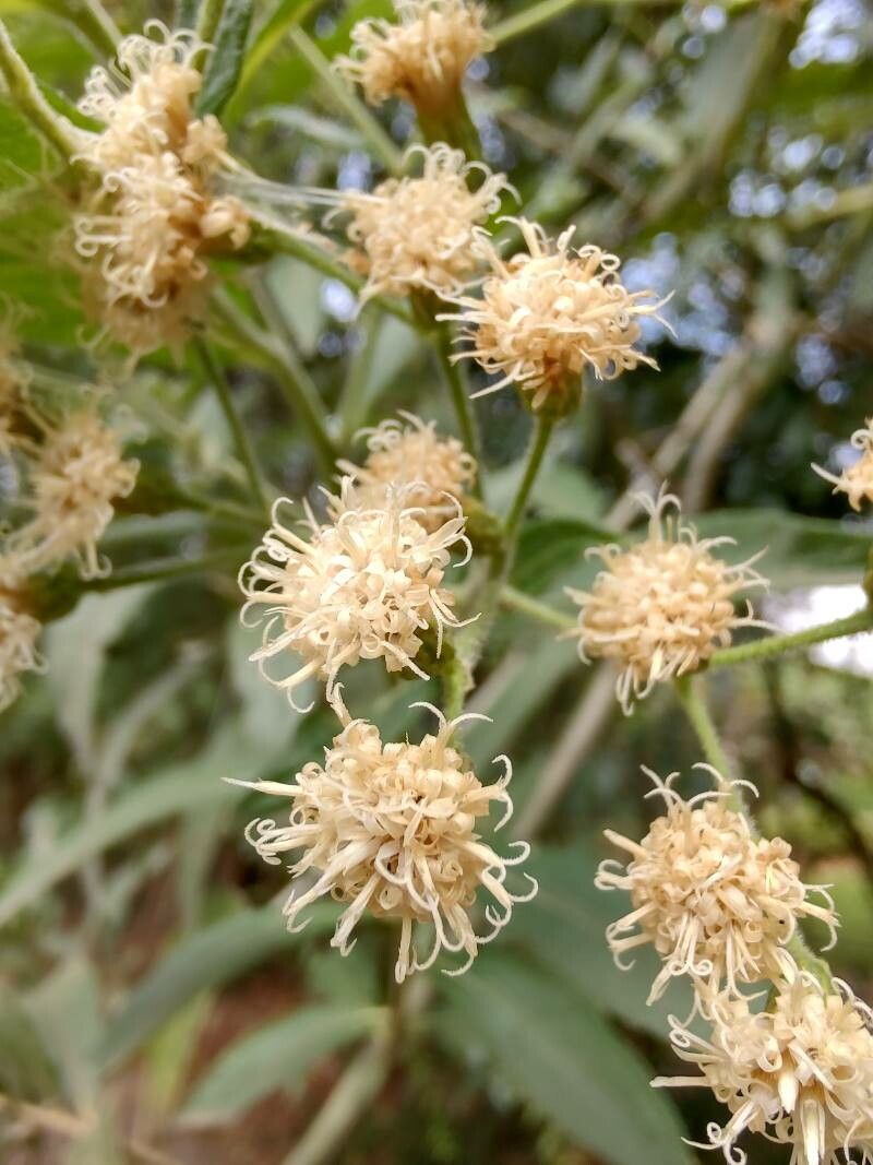 Vernonanthura tweedieana flower