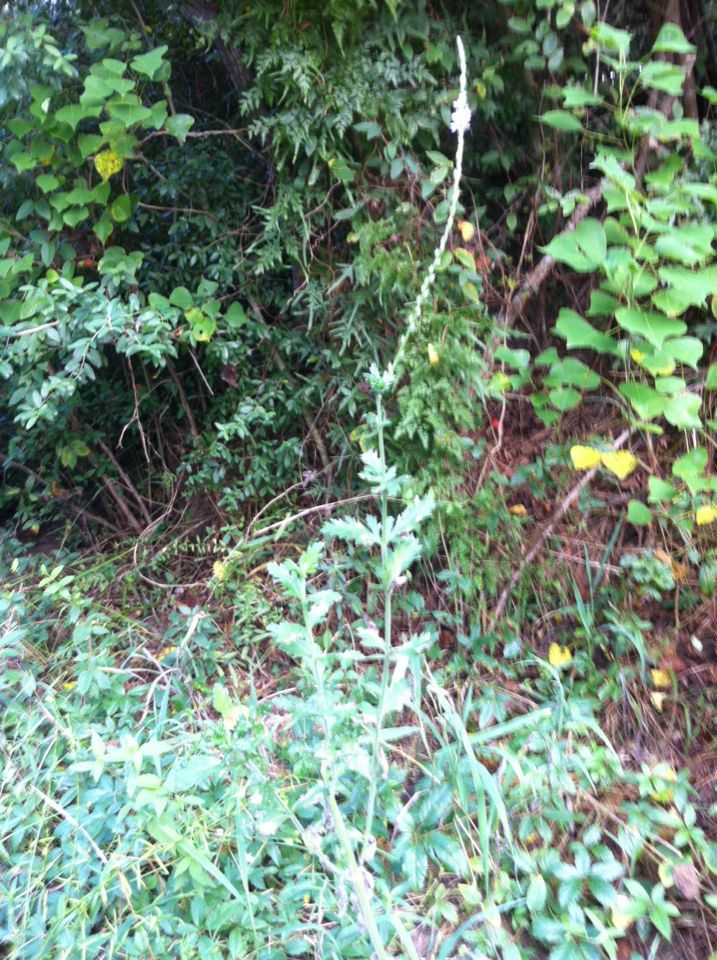 Verbena xutha — houseplant care guide