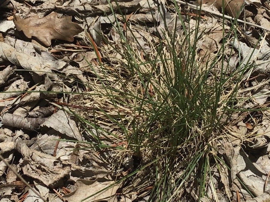 Festuca frigida — houseplant care guide