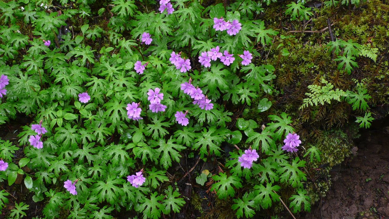 Primula palmata flower