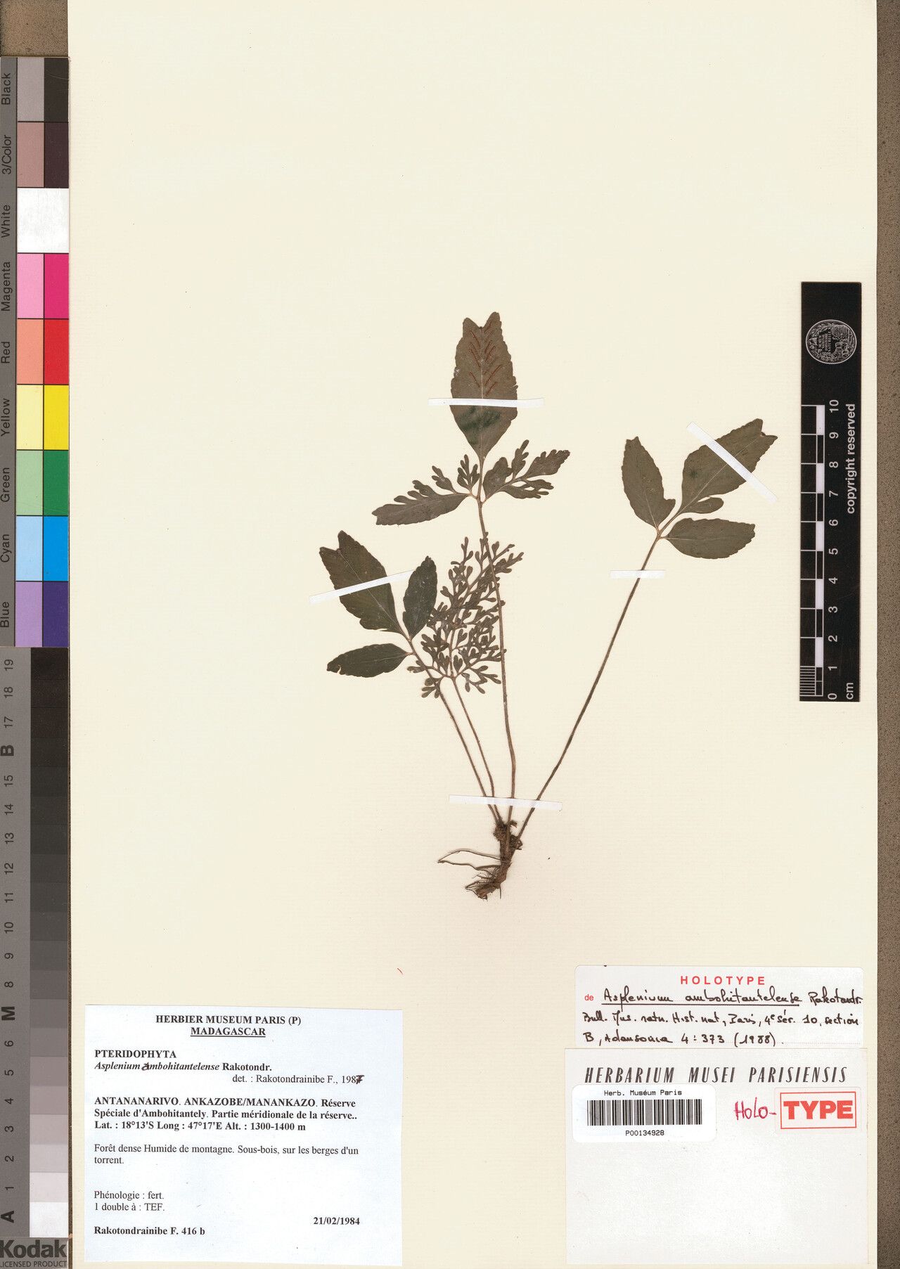 Asplenium ambohitantelense — houseplant care guide