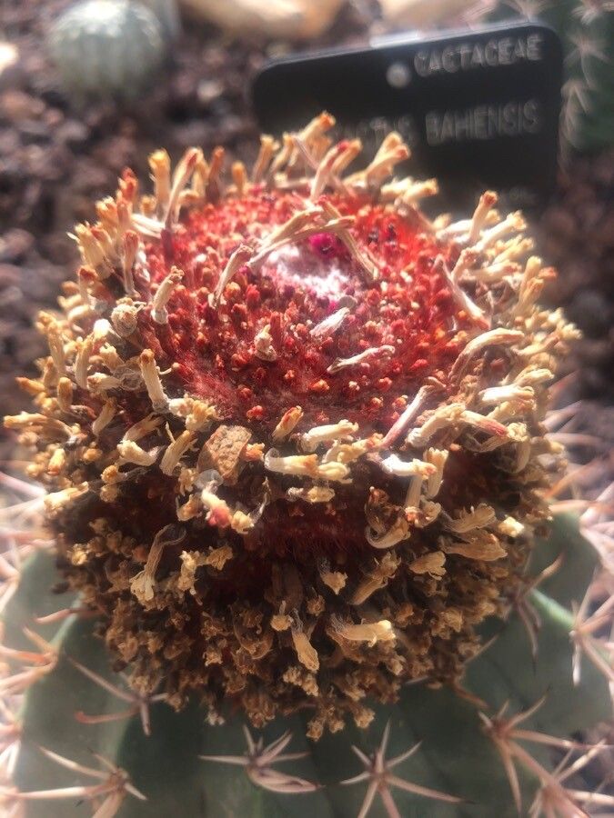 Melocactus bahiensis flower