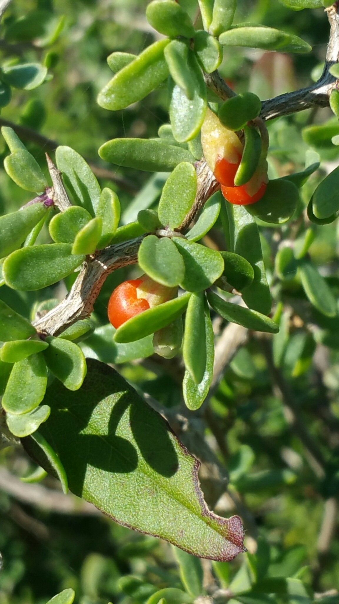 Lycium acutifolium fruit