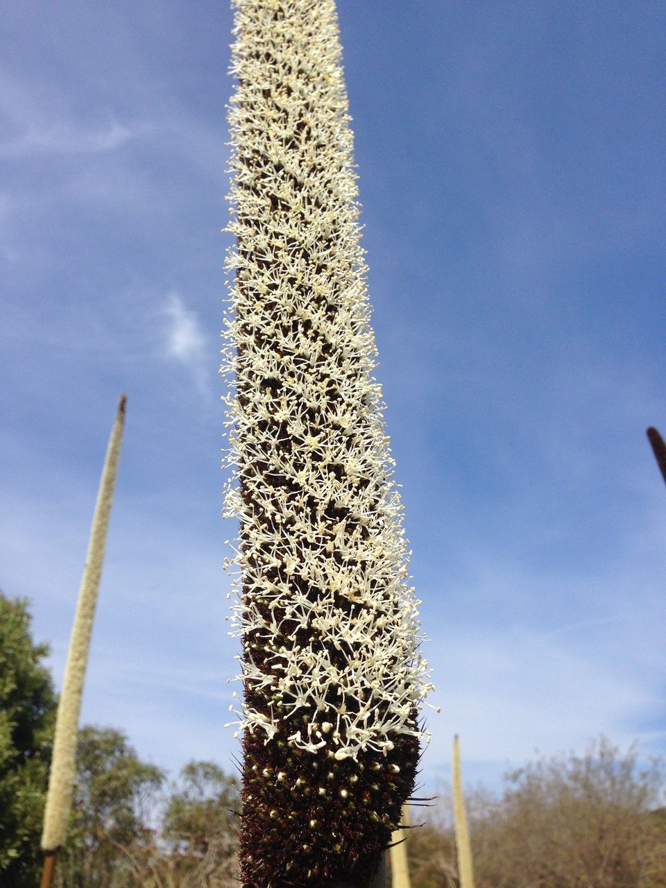 Xanthorrhoea glauca flower