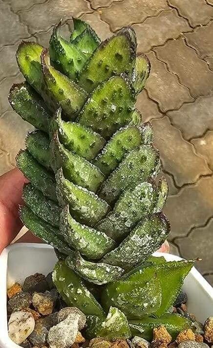 Astroloba bullulata — related species from the same genus