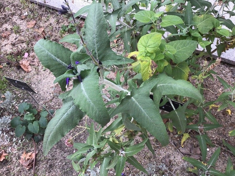 Salvia canariensis — search result for 'Canary Islands'